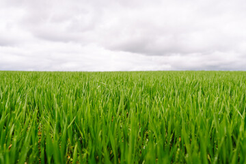 Sprouts of green wheat on a morning. The concept of agriculture, ecology, gardening