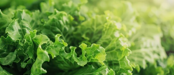 Closeup of a smart hydroponic plant producing fresh lettuce, with copy space