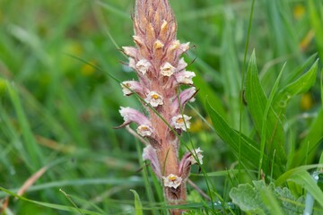 Close up of a common broomrape (orobanche minor) plant in bloom
