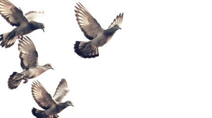 Birds pigeon formation of pigeons many transparent background