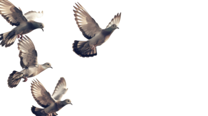 Birds pigeon formation of pigeons many transparent background