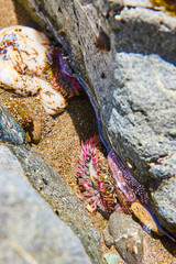 Colorful Tide Pool Marine Life Close-Up at Low Tide