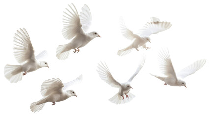 Birds pigeon formation of pigeons many transparent background