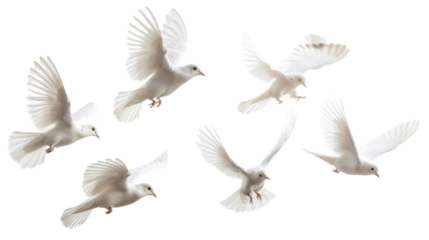 Birds pigeon formation of pigeons many transparent background