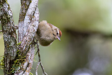 Arredio-pálido (Cranioleuca pallida)