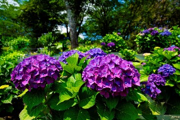 響山のアジサイ7