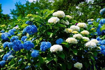 響山のアジサイ7