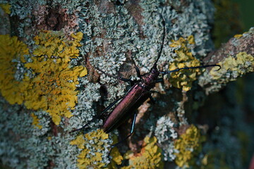 Beautiful multi-colored beetle with long mustache. The musk beetle (Aromia moschata) is a Eurasian species of longhorn beetle belonging to the subfamily Cerambycinae, tribe Callichromatini.