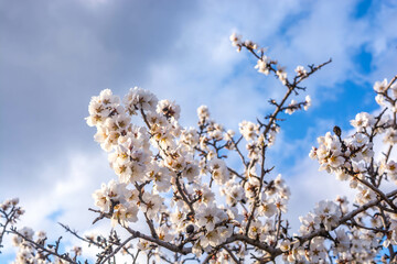 Almond blossom