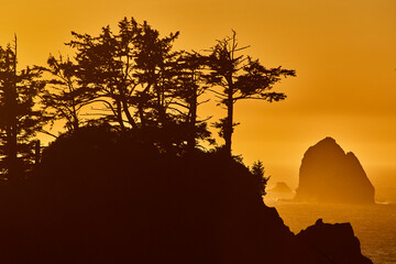 Silhouetted Trees and Sea Stack at Sunset in Samuel H Boardman Scenic Corridor