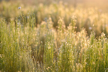 Grass and dew in the early morning, dawn on the meadow.