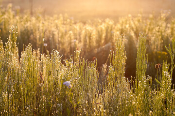 Grass and dew in the early morning, dawn on the meadow.