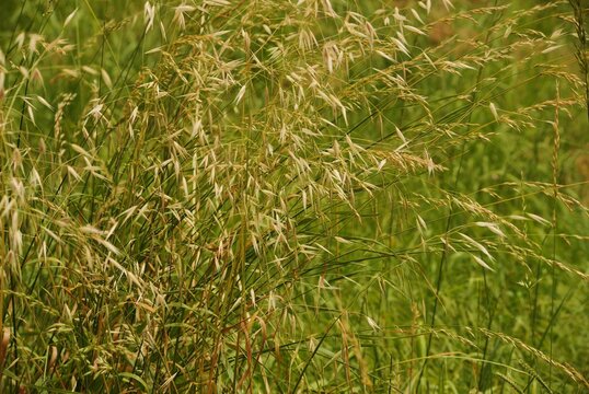 Fiori di avena selvatica