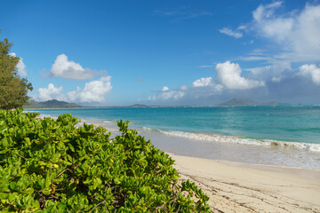 Beach with bush in front, ocean behind. Natural landscape with water and sky