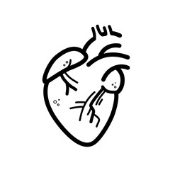 Human heart, heart muscle, karyology - vector icon