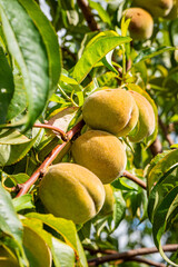 fresh and juicy peach ripening on a peach tree branch