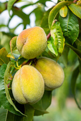 fresh and juicy peach ripening on a peach tree branch