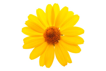 Obraz premium Yellow flower isolated on white background