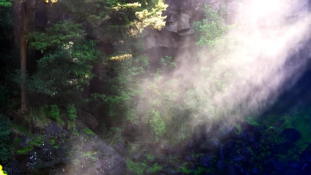 clouds of fog fly through the forest