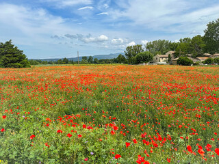 A LARGE FIELD OF RED COMMON POPPIES WITH A OLD FARM INTHE BACKGROUND AND A NICE SKY IN PROVENCE FRANCE
