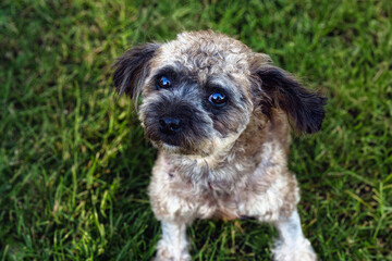 A SMALL LIGHT BROWN COLORED TOU POODLE WITH BIG EYES LOOKING UP WITH A BLURRY GREEN BACKGROUND ON MERCER ISLAND WASHINGTON