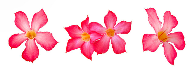 adenium Pink flower on white background 