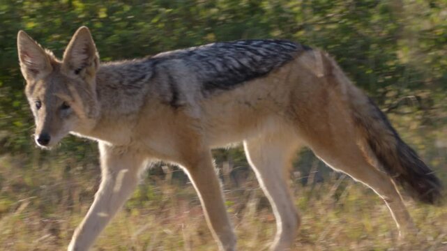  Black Backed Jackal Walks in Brush South Africa
