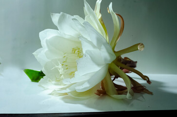 Angle View Of An Open Lady of the Night