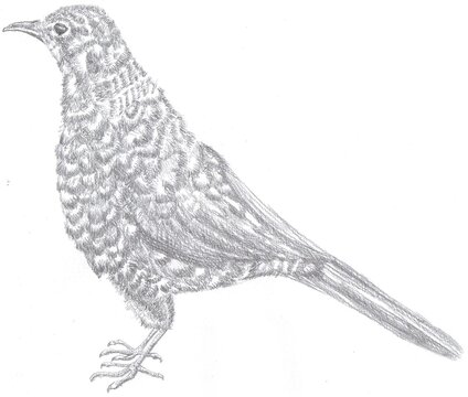 recommend clip art: Illustration of Australian native bird, Bassian thrush 