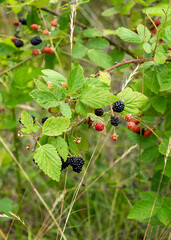 A close-up of red, black, and pale pink blackberries in various stages of ripeness, with leaves, stems, and thorns. Stone Mountain SP, NC.