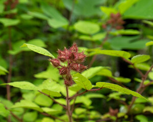 A close-up of the hairy buds of Japanese wineberry, Rubus phoenicolasius, a non-native raspberry that, while very tasty when ripe, is considered an invasive in some states. NC.