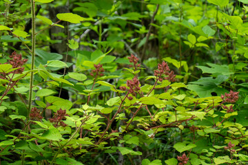 A thicket of Japanese wineberry, Rubus phoenicolasius, a non-native raspberry that, while very tasty when ripe, is considered an invasive in some states as it crowds out native berries. NC.