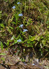 The flesh stems and leaves, and delicate sky blue flowers with yellow centers of water forget-me-nots, Myosotis scorpioides, growing near a small stream in Roan Mountain SP, TN.