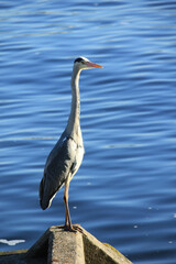 A big grey heron