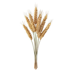 wheat ears isolated on white background