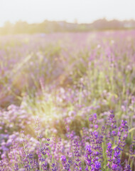Obraz premium Lavender bushes closeup. Blossom lavender field