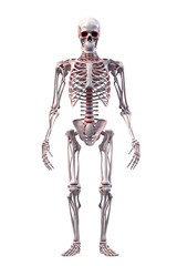 3d rendered illustration of a skeleton
