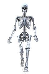 3d rendered illustration of a skeleton