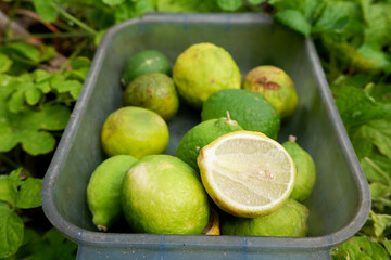 green lemon on the tray and sour