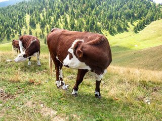 Naklejka premium cows on the mountains in the Southern French Alp on a sunny late summer day