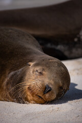 Sleepy sealion