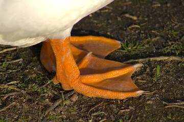 orange duck flippers for feet