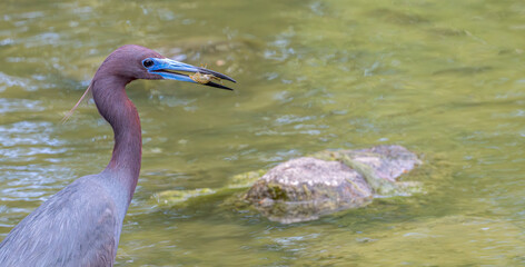 Little blue heron with a crawfish in its beak.