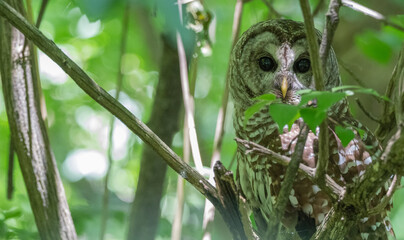 Barred owl perched in a tree.