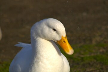 white duck head with yellow beak 
