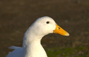 side profile close up duck head