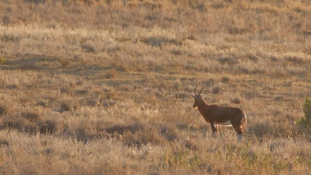 Blesbok in Dry Savannah Grass in South Africa