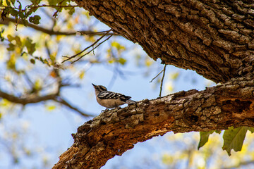 Bird on a branch