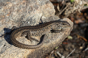 Australian White's Skink basking on sandstone rock