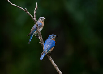 Male and female bluebirds perched on a lone branch with muted background